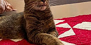 Julie is registered to the contest to win money with this photo: cat, tabby, pet, animal, indoor, quilt, bed, paws, fur, whiskers, tongue, relaxed, cute, cozy, resting, feline, striped, domestic_cat, portrait, crossed_paws