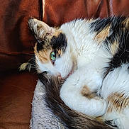 Rebelle participe au concours pour gagner de l'argent avec cette photo : animal, black_fur, blanket, brown, calico, cat, close_up, couch, cute, fur, green_eyes, indoor, knitted, leather, orange_fur, pet, resting, sleepy, tail, white_fur