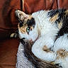 Rebelle participe au concours pour gagner de l'argent avec cette photo : animal, black_fur, blanket, brown, calico, cat, close_up, couch, cute, fur, green_eyes, indoor, knitted, leather, orange_fur, pet, resting, sleepy, tail, white_fur