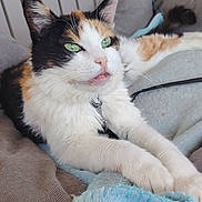 Rebelle a rejoint le concours — aidez-le/la à gagner de superbes lots ! animal, blanket, calico, cat, close_up, collar, comfort, cozy, cute, feline, fur, green_eyes, home, indoor, paws, pet, relaxed, resting, soft, whiskers