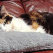 Rebelle a rejoint le concours — aidez-le/la à gagner de superbes lots ! cat, calico, pet, sleeping, blanket, couch, leather, fur, cozy, resting, indoor, animal, cute, relaxed, feline, home, soft, comfort, laying, nap