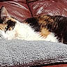 cat, calico, pet, sleeping, blanket, couch, leather, fur, cozy, resting, indoor, animal, cute, relaxed, feline, home, soft, comfort, laying, nap