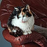 Rebelle a rejoint le concours — aidez-le/la à gagner de superbes lots ! animal, armrest, blanket, calico_cat, cat, closeup, cozy, cute, domestic_cat, feline, fur, green_eyes, indoor, leather_chair, pet, red_chair, relaxed, resting, tongue, whiskers