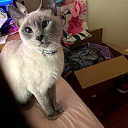 Ivy Moon is registered to the contest to win money with this photo: cat, kitten, blue_eyes, cream_fur, short_hair, collar, sitting, portrait, indoor, bed, bedroom, gift_bag, balloons, flowers, cardboard_box, clothing, home, furniture, wood_floor, pet