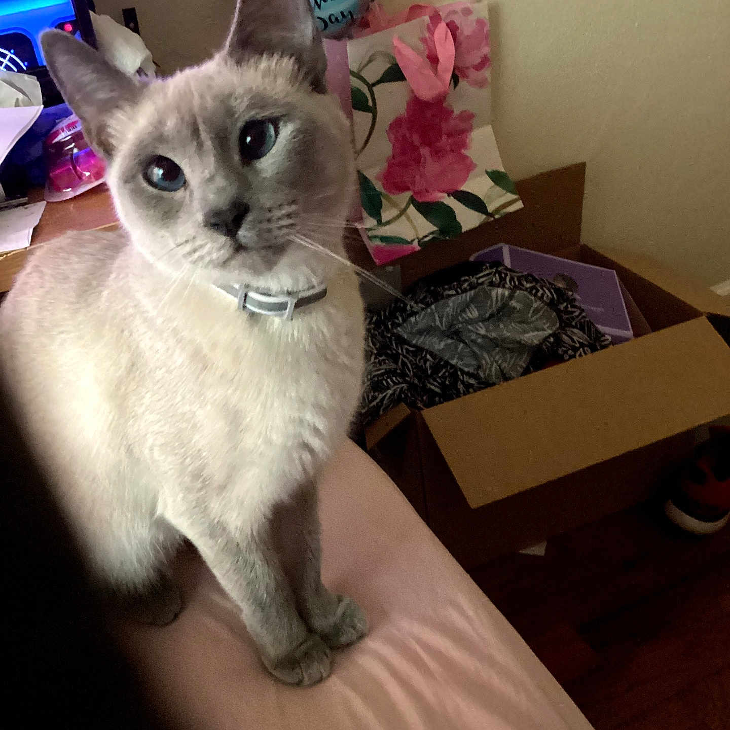Ivy Moon is registered to the contest to win money with this photo: cat, kitten, blue_eyes, cream_fur, short_hair, collar, sitting, portrait, indoor, bed, bedroom, gift_bag, balloons, flowers, cardboard_box, clothing, home, furniture, wood_floor, pet
