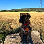 Stella a rejoint le concours — aidez-le/la à gagner de superbes lots ! dog, brindle, harness, rock, field, grass, sky, blue_sky, rural, landscape, nature, outdoor, sunlight, shadow, power_line, hill, tree, animal, pet, summer