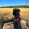 dog, brindle, harness, rock, field, grass, sky, blue_sky, rural, landscape, nature, outdoor, sunlight, shadow, power_line, hill, tree, animal, pet, summer