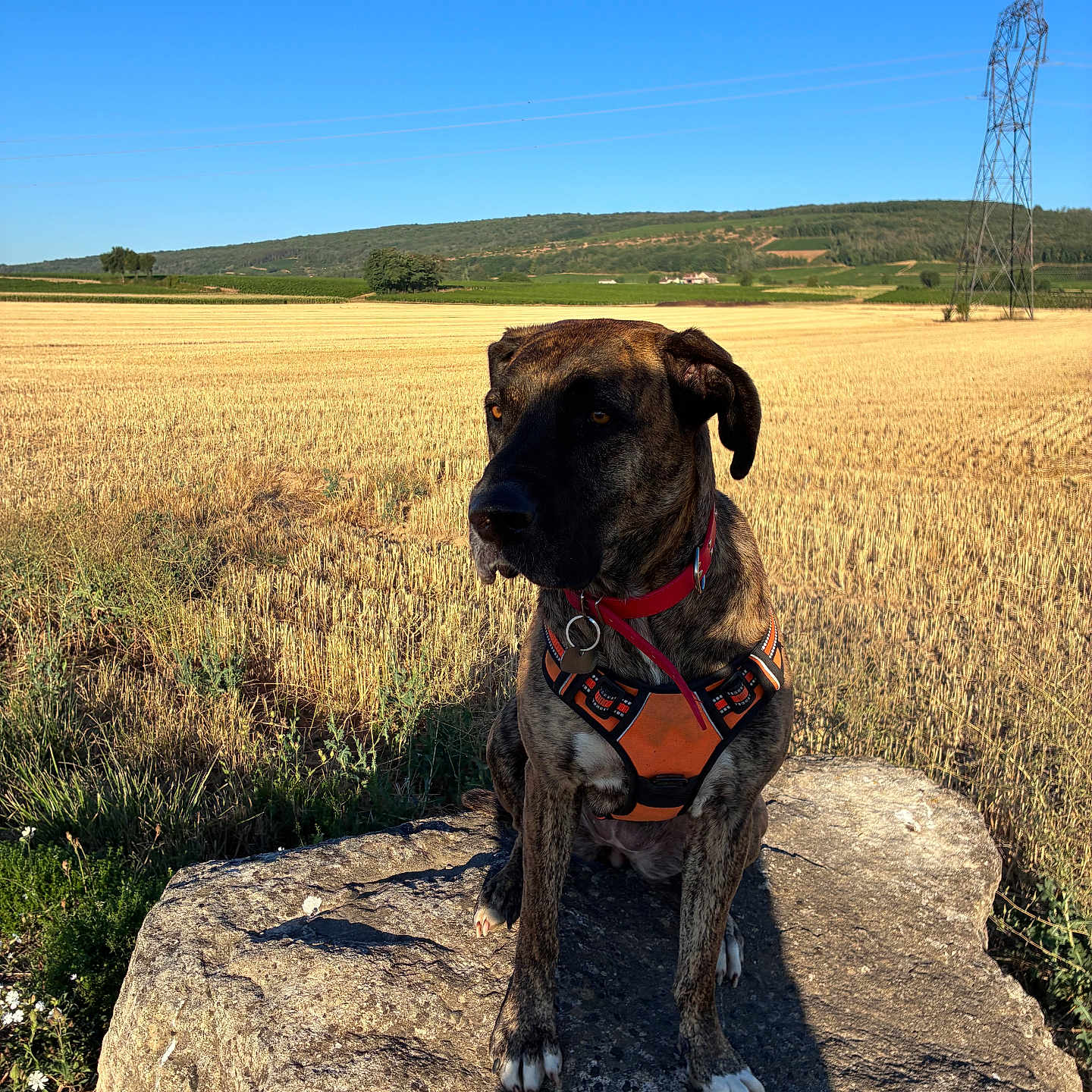 Stella a rejoint le concours — aidez-le/la à gagner de superbes lots ! dog, brindle, harness, rock, field, grass, sky, blue_sky, rural, landscape, nature, outdoor, sunlight, shadow, power_line, hill, tree, animal, pet, summer