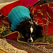 Medela joined the competition — help win amazing prizes! dog, small_dog, black_and_white, sweater, blue_sweater, blanket, red_blanket, gold_trim, patterned_blanket, carpet, fringe, indoor, pet, cozy, lying_down, looking_up, cute, fur, resting, animal