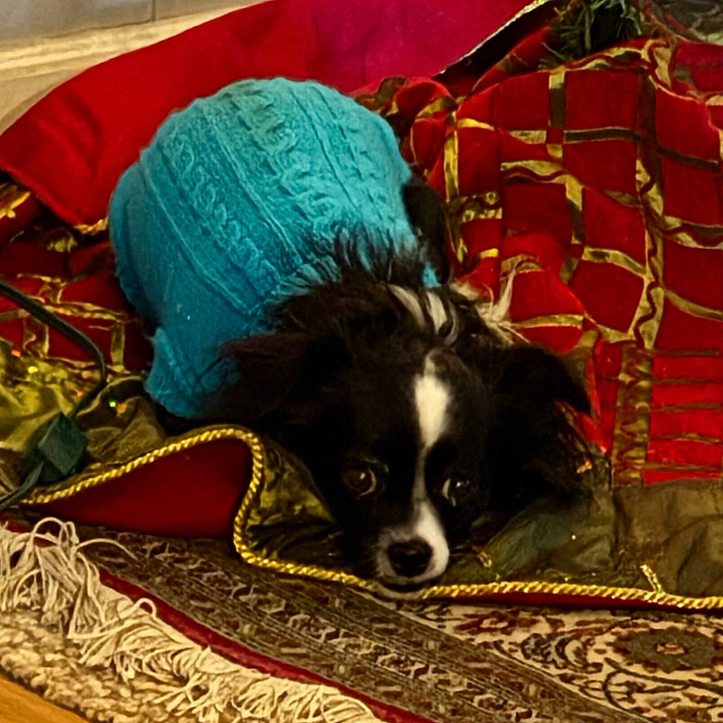 Medela joined the competition — help win amazing prizes! animal, black_and_white, blanket, blue_sweater, carpet, cozy, cute, dog, fringe, fur, gold_trim, indoor, looking_up, lying_down, patterned_blanket, pet, red_blanket, resting, small_dog, sweater