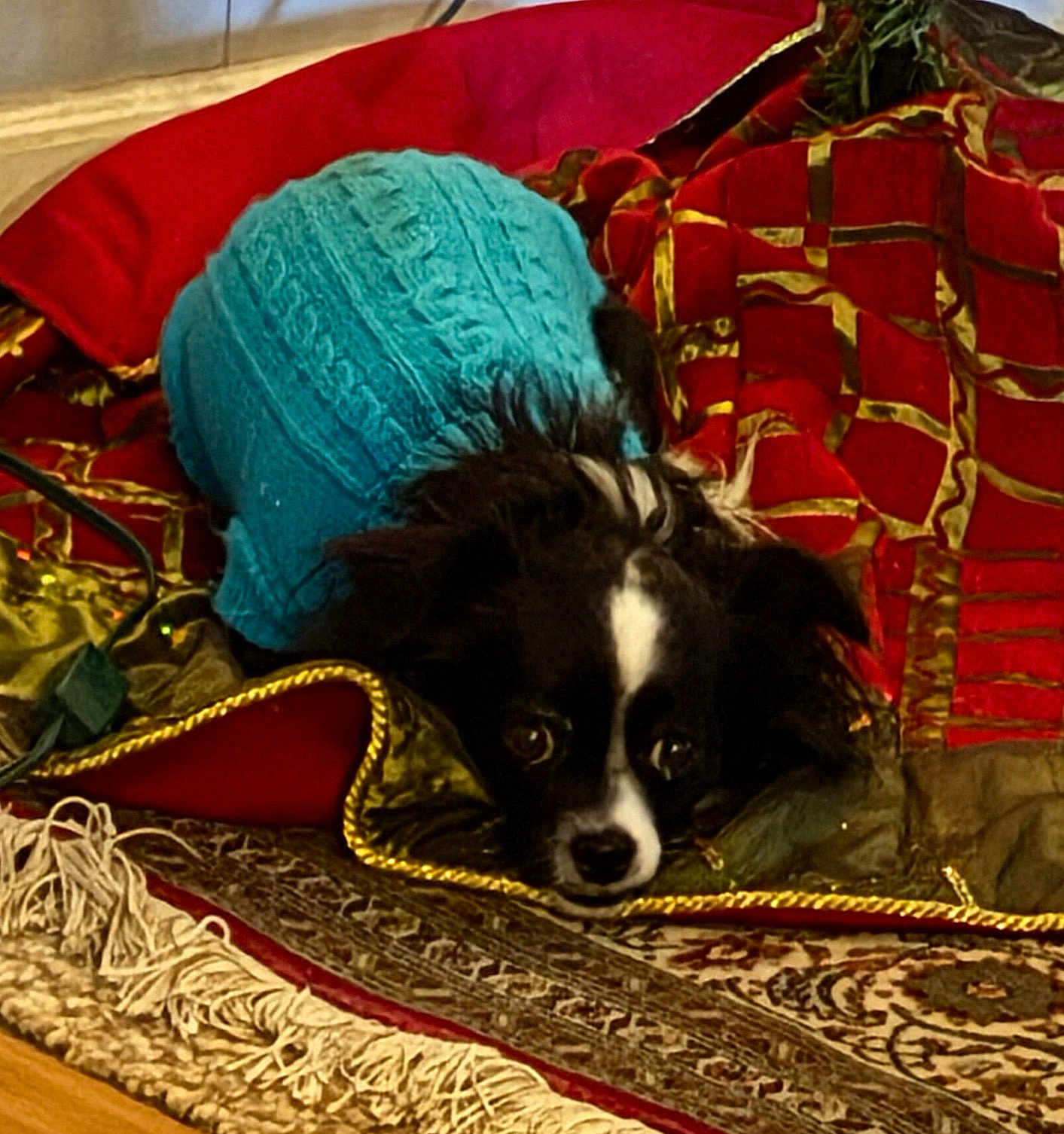 Medela joined the competition — help win amazing prizes! dog, small_dog, black_and_white, sweater, blue_sweater, blanket, red_blanket, gold_trim, patterned_blanket, carpet, fringe, indoor, pet, cozy, lying_down, looking_up, cute, fur, resting, animal