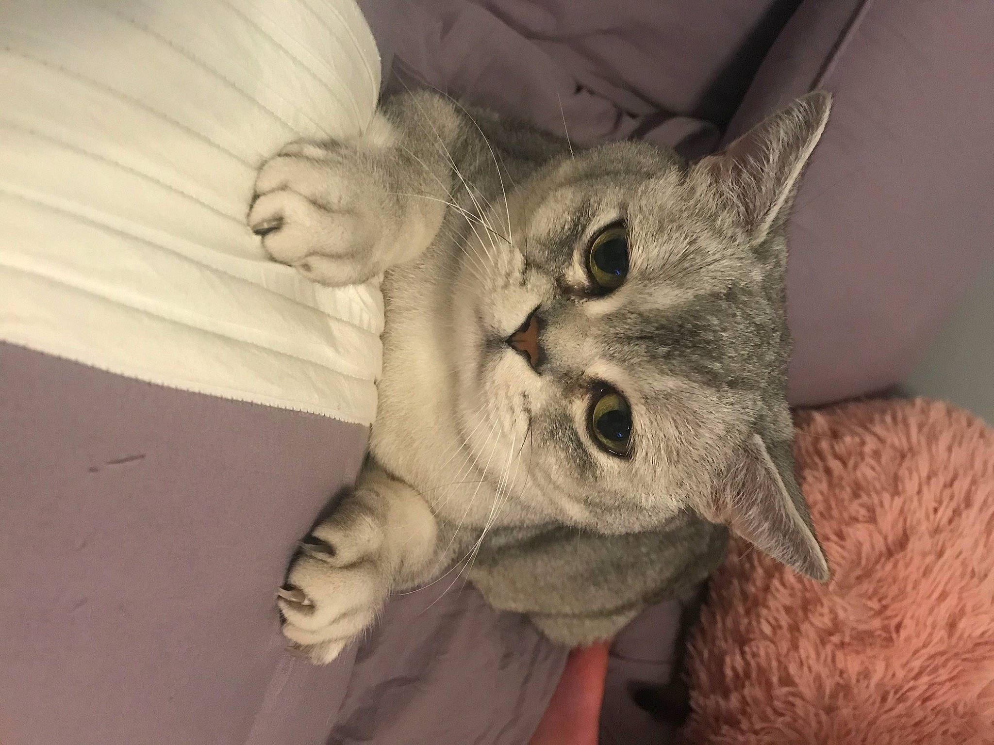 Benson joined the competition — help win amazing prizes! asian, burmilla, carnivore, cat, devon_rex, domestic_short_haired_cat, ear, european_shorthair, fawn, felidae, fur, german_rex, kitten, mammal, munchkin, pixie_bob, small_to_medium_sized_cats, snout, tabby_cat, whiskers