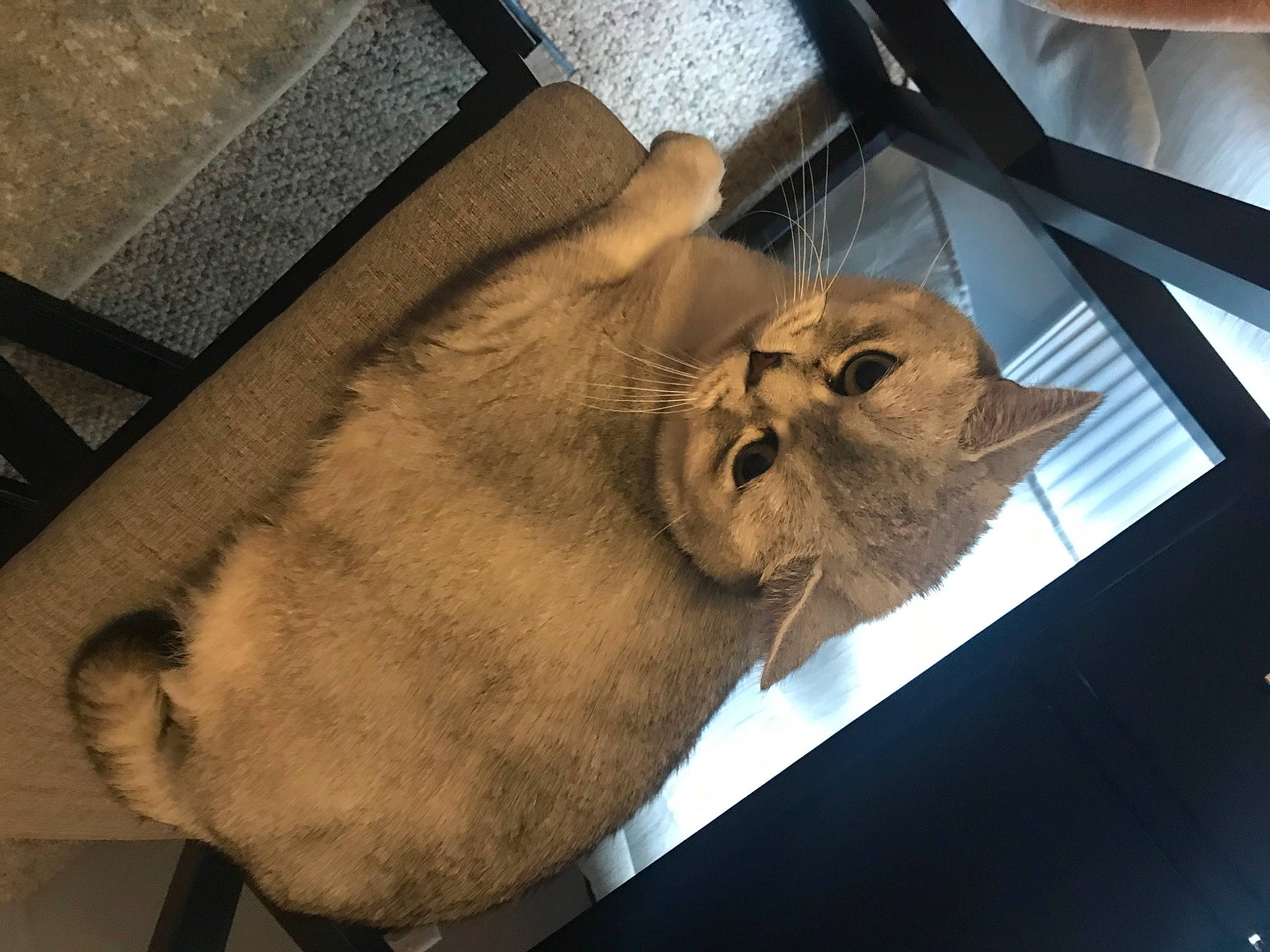 Benson joined the competition — help win amazing prizes! asian, carnivore, cat, fawn, felidae, fur, small_to_medium_sized_cats, snout, somali, whiskers