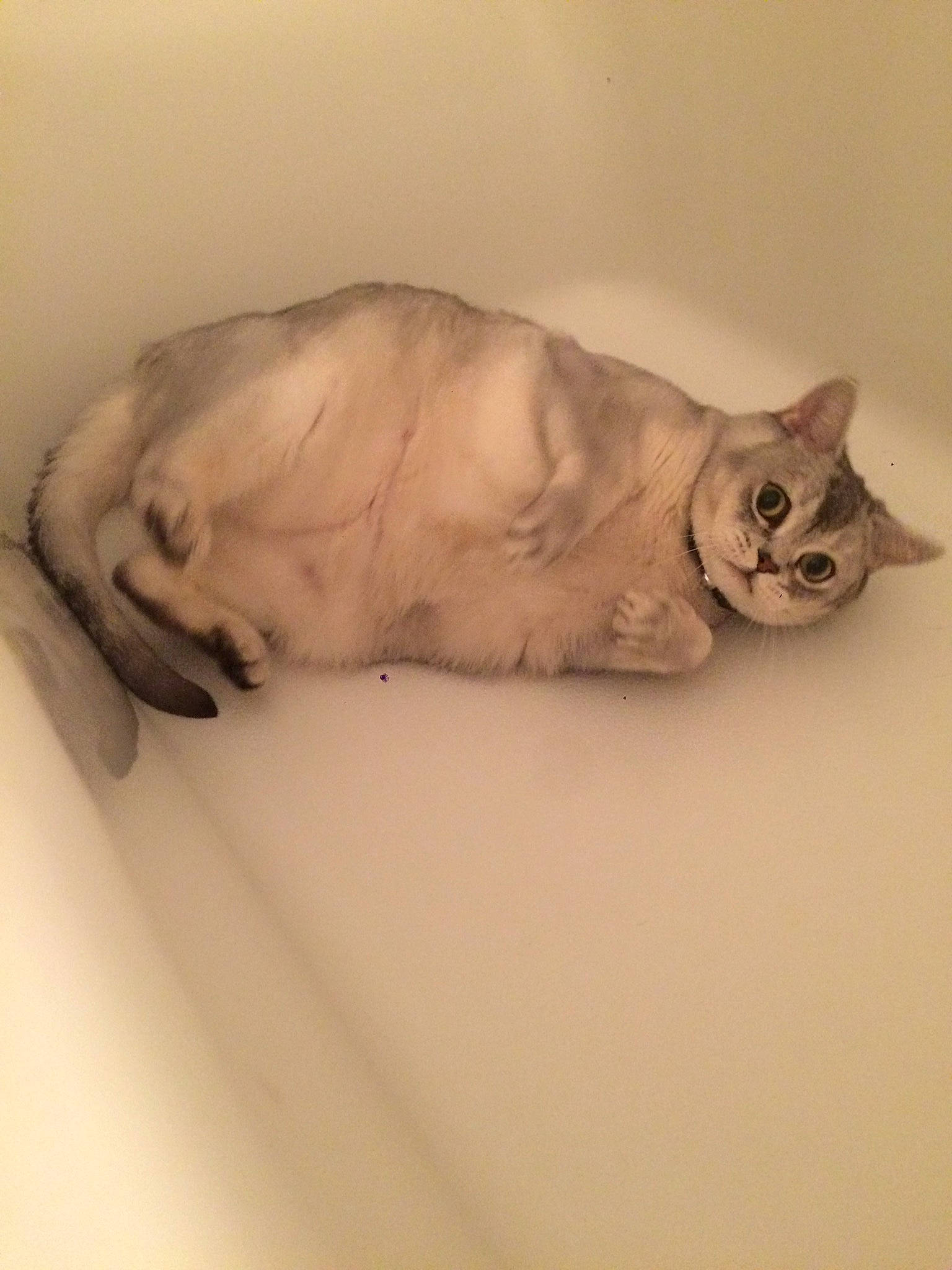 Benson is registered to the contest to win money with this photo: asian, burmilla, carnivore, cat, fawn, felidae, fur, kitten, paw, sleep, small_to_medium_sized_cats, tail, tonkinese, whiskers