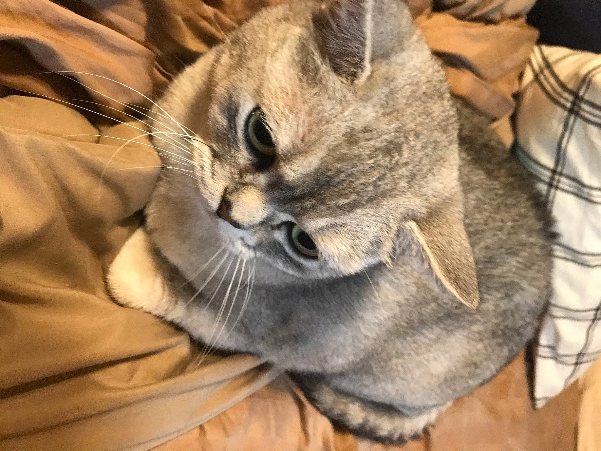 Benson is registered to the contest to win money with this photo: asian, australian_mist, carnivore, cat, chausie, cougar, domestic_short_haired_cat, ear, european_shorthair, fawn, felidae, fur, mammal, pixie_bob, singapura, small_to_medium_sized_cats, snout, vertebrate, whiskers