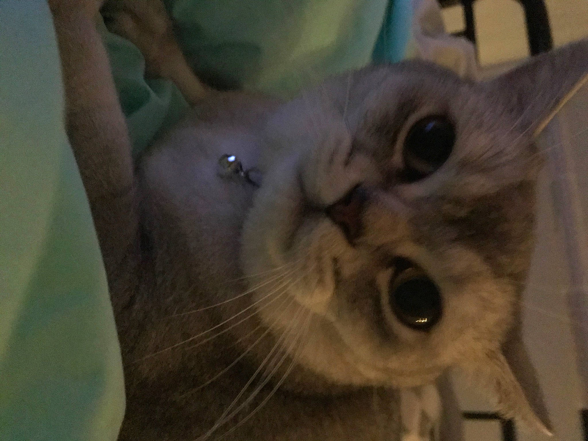 Benson is registered to the contest to win money with this photo: asian, british_shorthair, burmese, carnivore, cat, chartreux, domestic_short_haired_cat, fawn, felidae, korat, mammal, russian_blue, singapura, small_to_medium_sized_cats, snout, tonkinese, whiskers