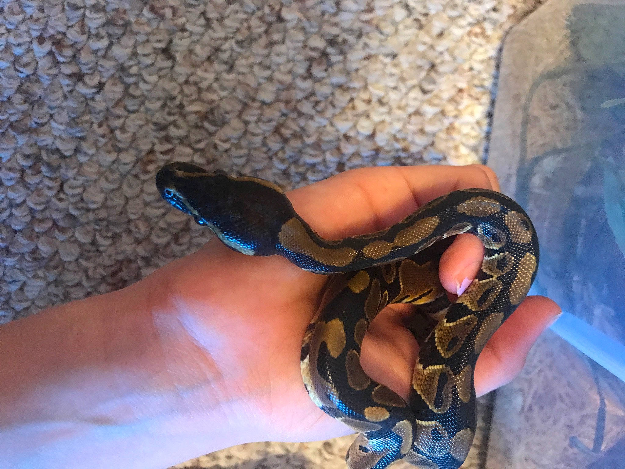 David is registered to the contest to win money with this photo: banded_water_snake, boa, boa_constrictor, burmese_python, colubridae, hognose_snake, kingsnake, python, python_family, rattlesnake, reptile, rock_python, scaled_reptile, serpent, snake