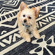 Nugget is registered to the contest to win money with this photo: dog, small_dog, fluffy, perky_ears, curious_expression, collar, indoor, rug, patterned_rug, black_and_white, pet, cute, animal, companion, looking_up, fur, domestic_animal, resting, floor, home