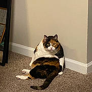 Naomi joined the competition — help win amazing prizes! cat, calico_cat, indoor, carpet, wall, corner, pet, animal, feline, sitting, looking, fur, whiskers, tail, domestic, cute, curious, quiet, home, relaxed