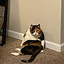 cat, calico_cat, indoor, carpet, wall, corner, pet, animal, feline, sitting, looking, fur, whiskers, tail, domestic, cute, curious, quiet, home, relaxed