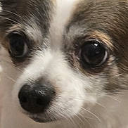 Zoey is registered to the contest to win money with this photo: animal, close_up, collar, companion, cute, dog, domestic_animal, eyes, face, friendly, fur, furry, indoor, mammal, nose, pet, portrait, small_dog, tag, whiskers