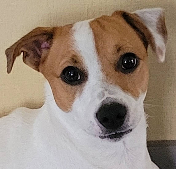 Hélios a rejoint le concours — aidez-le/la à gagner de superbes lots ! ancient_dog_breeds, canidae, carnivore, collar, companion_dog, dog, dog_breed, dog_collar, ear, fawn, fur, irishjacks, non_sporting_group, snout, sporting_group, terrestrial_animal, terrier, whiskers, working_animal