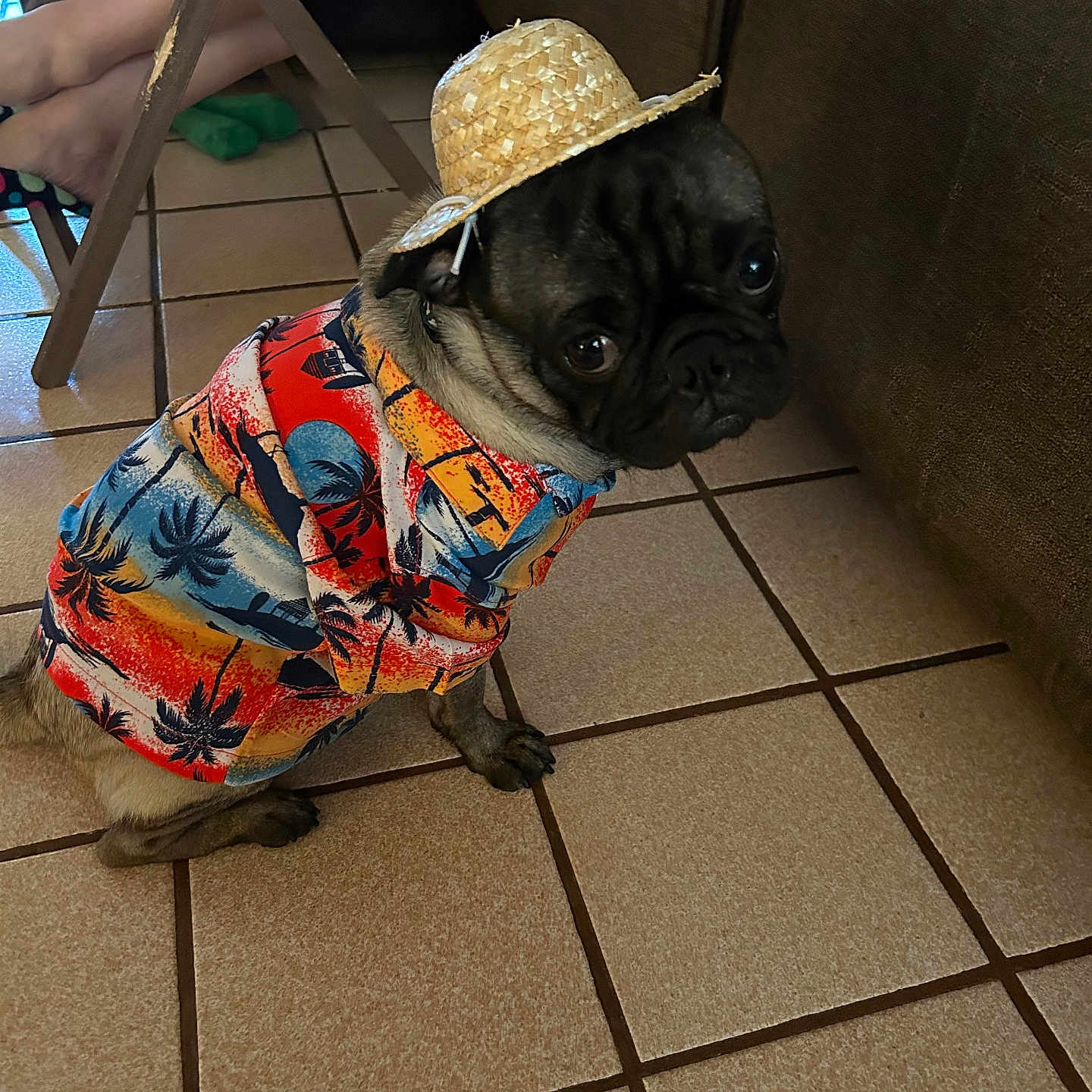 Gordi is registered to the contest to win money with this photo: animal, clothing, colorful, companion, couch, cute, dog, domestic, folding_chair, furniture, hat, indoor, looking_up, person_feet, pet, portrait, pug, small_hat, tiled_floor, tropical_pattern