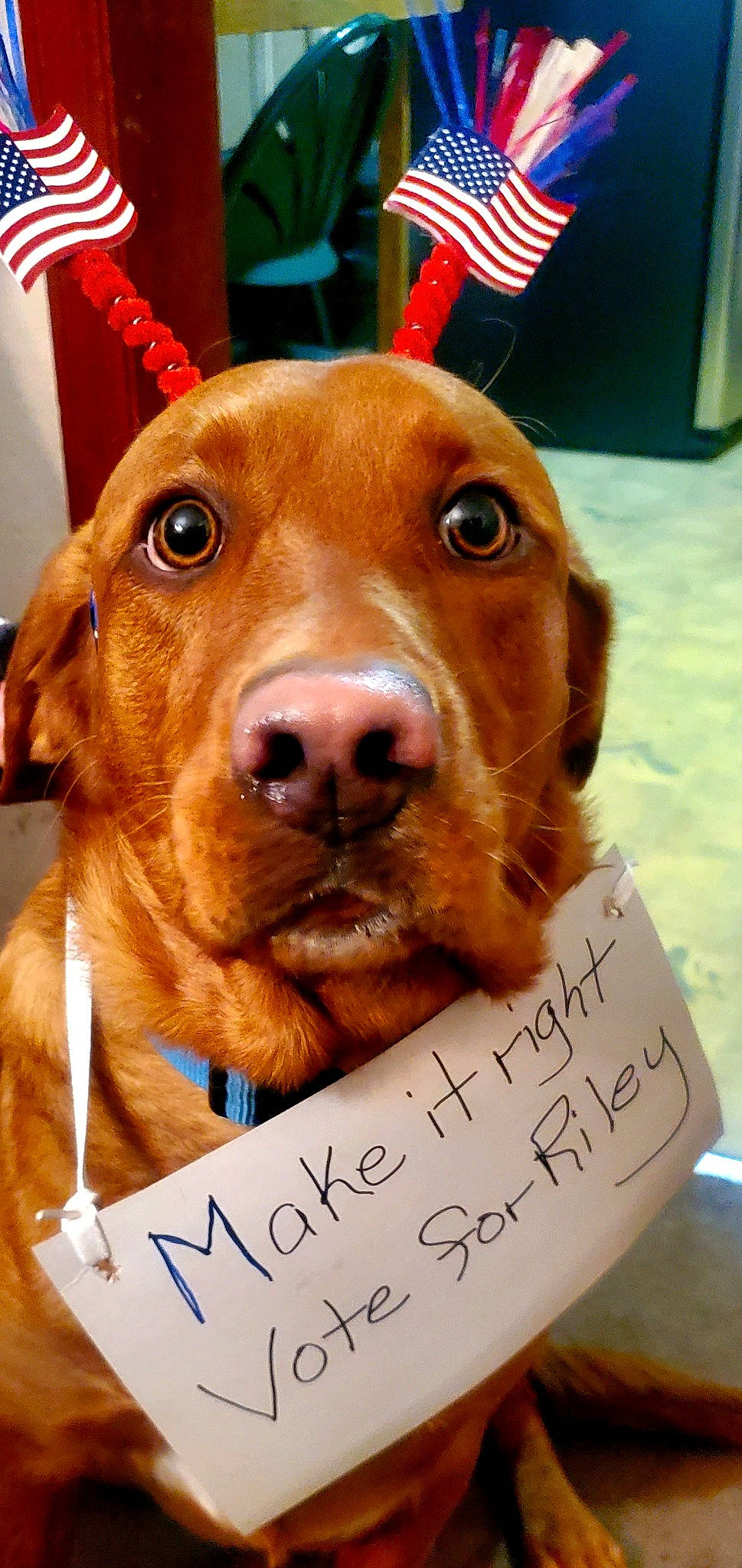 Riley joined the competition — help win amazing prizes! canidae, carnivore, collar, companion_dog, dog, dog_breed, dog_collar, dog_supply, fawn, fur, handwriting, hunting_dog, liver, pet_supply, photo_caption, snout, sporting_group, whiskers, working_animal