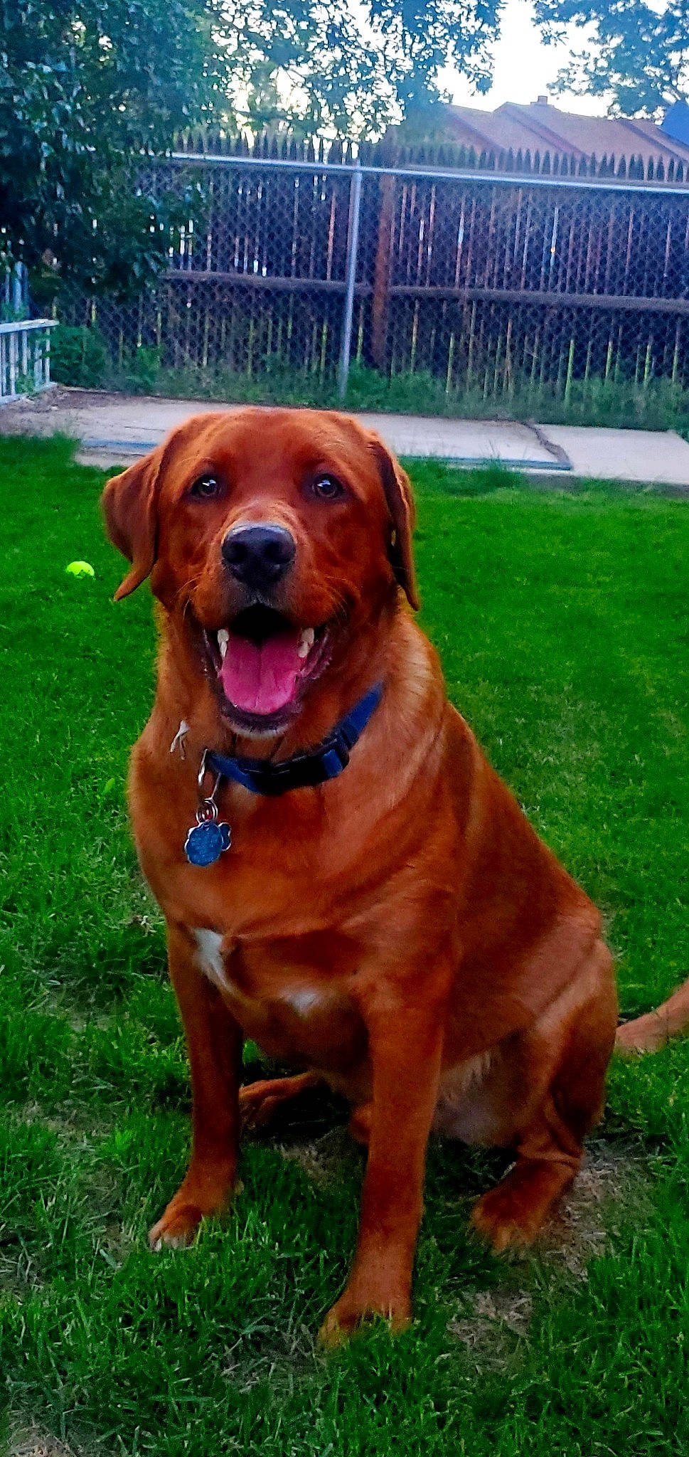 Riley joined the competition — help win amazing prizes! canidae, carnivore, collar, companion_dog, dog, dog_breed, dog_collar, durango_boot, fawn, fence, grass, guard_dog, gun_dog, hound, liver, palm_tree, plant, snout, sporting_group, working_animal