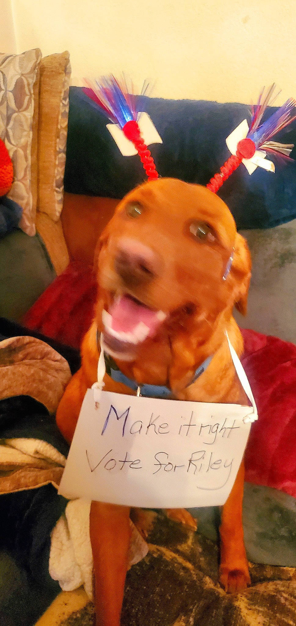 Riley is registered to the contest to win money with this photo: canidae, carnivore, companion_dog, dog, dog_breed, event, fashion_accessory, fawn, fun, fur, handwriting, happy, paper, party_hat, smile, snapshot, snout, sporting_group, whiskers, working_animal
