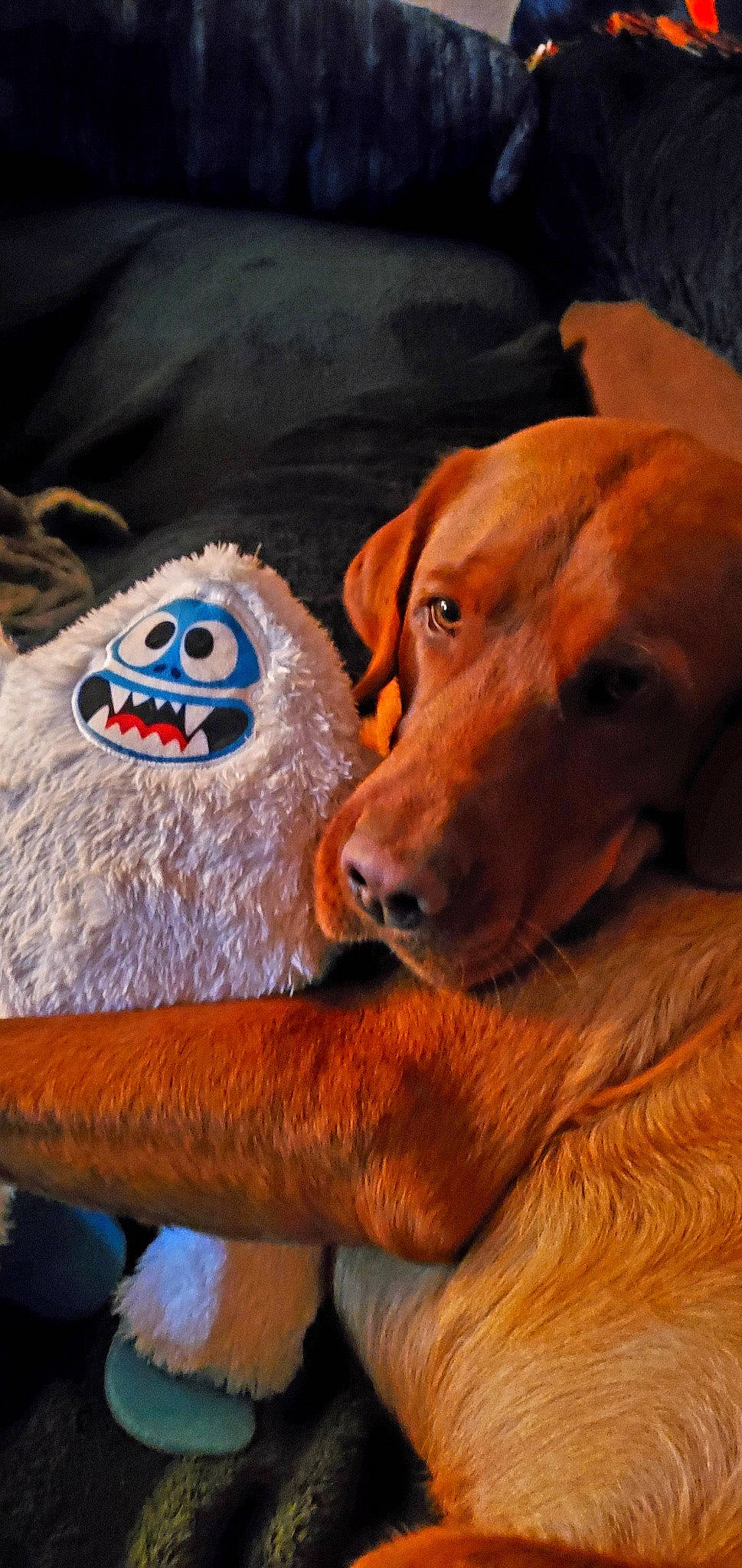 Riley joined the competition — help win amazing prizes! canidae, carnivore, companion_dog, dog, dog_breed, dog_clothes, dog_supply, fawn, fur, guard_dog, hound, liver, smile, snout, sporting_group, toy, vertebrate, whiskers, wood, working_animal