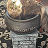 cat, long_hair, fluffy, tabby, green_eyes, whiskers, animal, pet, halloween, cauldron, pot, trick_or_treat, indoor, rug, furniture, decor, stone_pedestal, tail, sitting, portrait