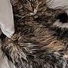 cat, long_haired_cat, fluffy, fur, tabby, brown, gray, green_eyes, whiskers, ears, animal, pet, bed, bedding, blanket, indoors, relaxed, lying_down, portrait, cozy