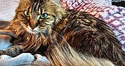 Rachel is registered to the contest to win money with this photo: cat, long_haired_cat, fluffy, tabby, brown_fur, green_eyes, pet, animal, feline, portrait, close_up, sitting, lounging, sofa, blanket, pillow, indoor, home, whiskers, tail