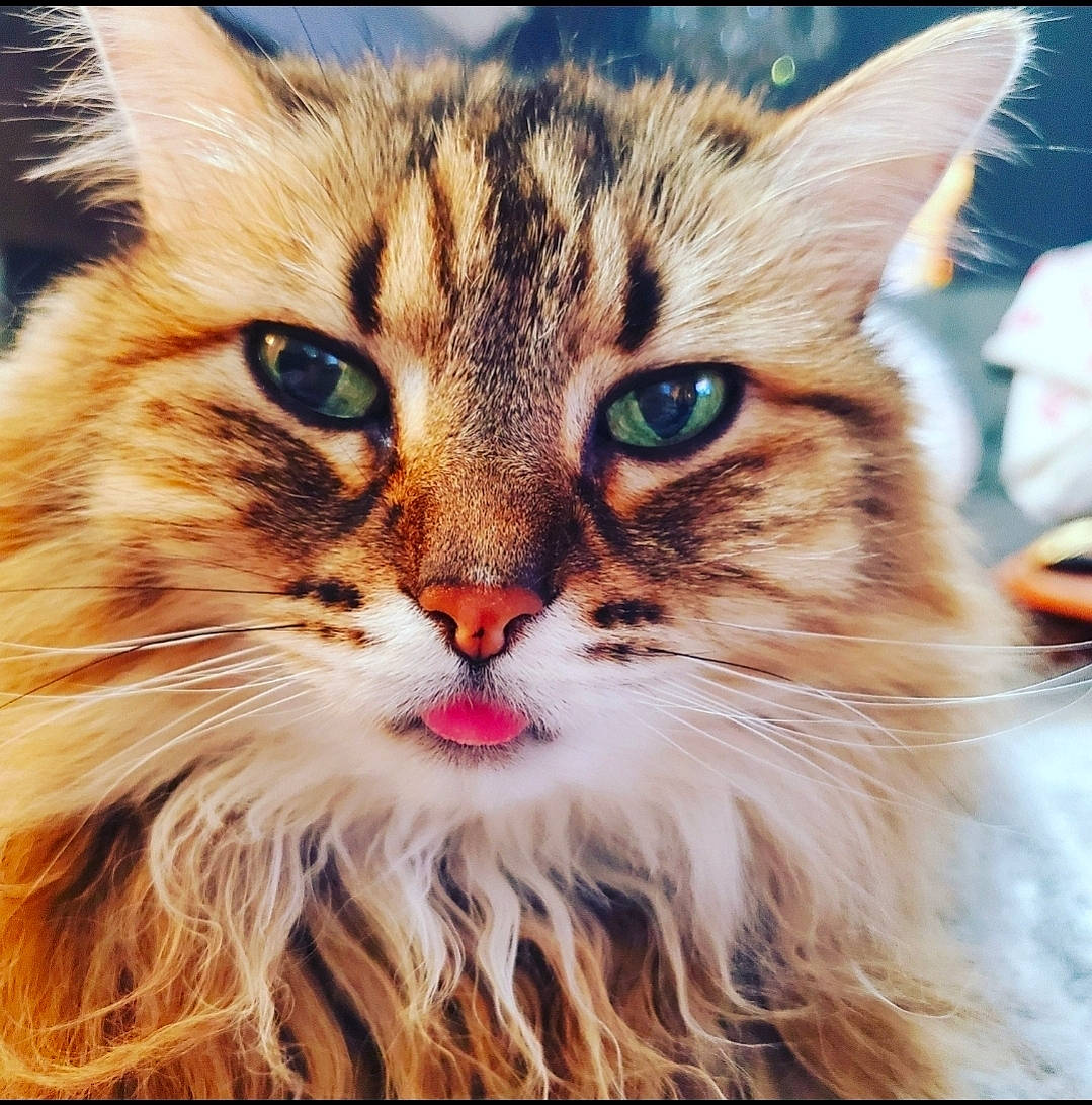 Princess is registered to the contest to win money with this photo: beauty, carnivore, cat, close_up, domestic_short_haired_cat, felidae, fur, grass, maine_coon, paw, small_to_medium_sized_cats, snout, square, terrestrial_animal, whiskers