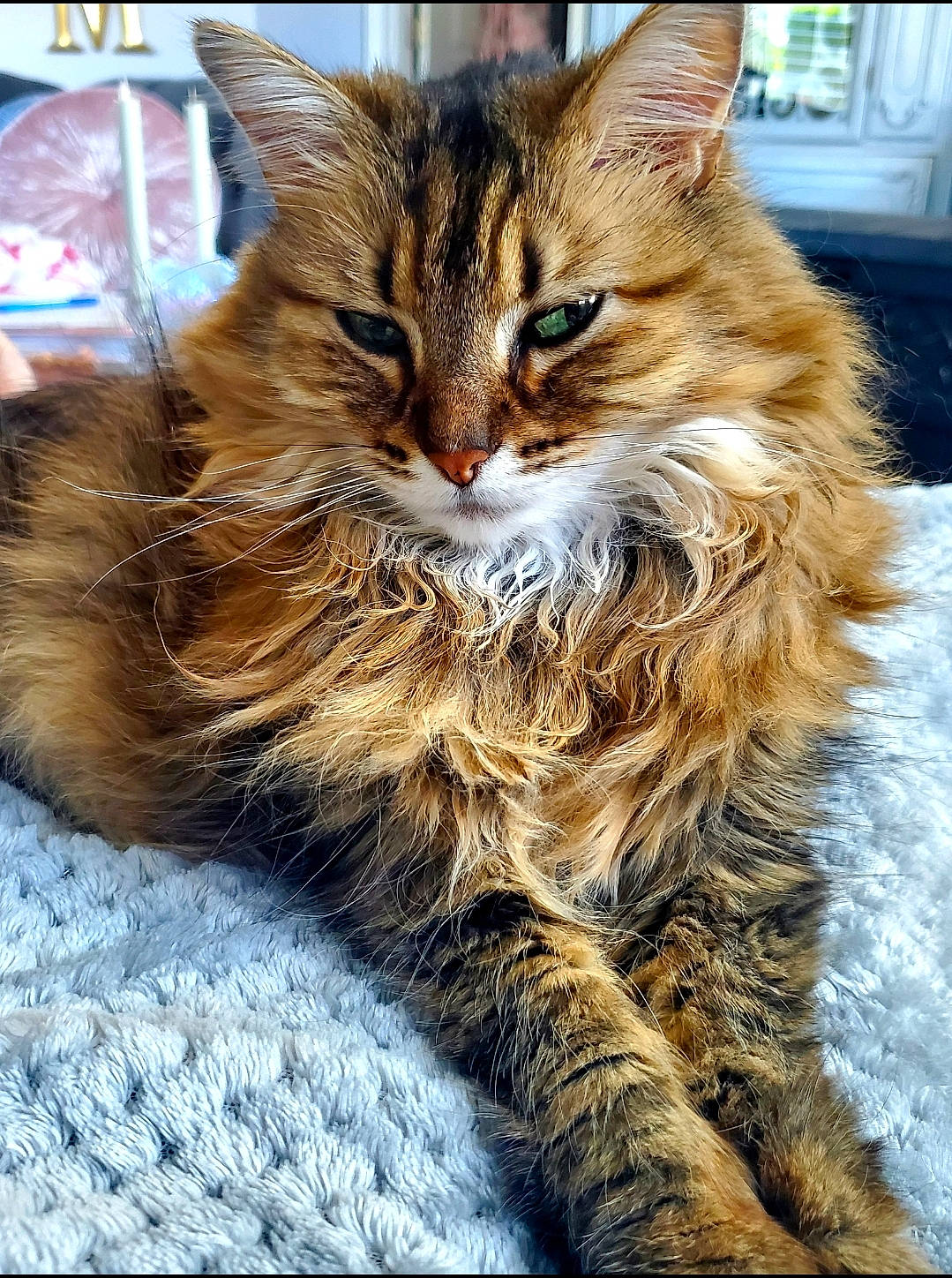 Princess is registered to the contest to win money with this photo: carnivore, cat, claw, domestic_short_haired_cat, fawn, felidae, fur, maine_coon, paw, siberian, small_to_medium_sized_cats, snout, tail, terrestrial_animal, whiskers, wildlife