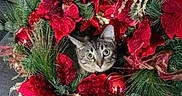 Monica is registered to the contest to win money with this photo: cat, tabby_cat, pet, animal, face, eyes, ears, whiskers, christmas, holiday, decoration, poinsettia, pine_branches, evergreen, ornaments, baubles, red_flowers, festive, indoor, portrait