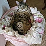 cat, tabby, pet, animal, feline, green_eyes, striped_fur, sitting, reclining, pet_bed, pink_bed, blanket, indoors, carpet, bedroom, relaxed, portrait, cute, home, photography