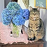 Monica joined the competition — help win amazing prizes! cat, tabby_cat, pet, animal, sitting, portrait, blue_hydrangeas, flowers, bouquet, vase, pink_roses, home_decor, wooden_cabinet, lace_runner, framed_artwork, indoor, collar, bell, green_eyes, still_life