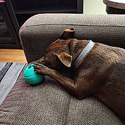 Tito joined the competition — help win amazing prizes! animal, brown_dog, canine, close_up, collar, comfort, couch, dog, domestic_animal, furniture, home, indoor, leisure, paw, pet, relaxing, resting, sleeping, textured_fabric, toy_ball