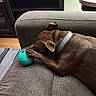 animal, brown_dog, canine, close_up, collar, comfort, couch, dog, domestic_animal, furniture, home, indoor, leisure, paw, pet, relaxing, resting, sleeping, textured_fabric, toy_ball