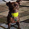 dog, brown_dog, yellow_ball, indoor, rug, patterned_rug, pet, small_dog, curtains, wooden_floor, collar, playful, looking_at_camera, ears, floor, animal, domestic_animal, toy, standing, alert