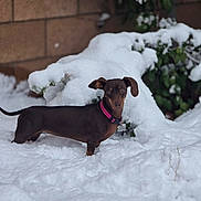 Cocoa is registered to the contest to win money with this photo: dog, dachshund, snow, winter, outdoor, pet, animal, brown_dog, collar, pink_collar, snowy_bush, brick_wall, alert, small_dog, canine, nature, cold, fur, leash, garden