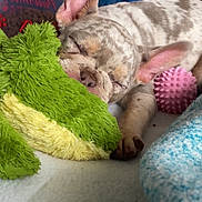 Chanel joined the competition — help win amazing prizes! dog, puppy, french_bulldog, sleeping, plush_toy, green_toy, blanket, pink_ball, cozy, indoor, cute, pet, resting, fur, animal, soft_texture, close_up, napping, relaxing, small_dog