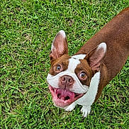 Franky is registered to the contest to win money with this photo: dog, brown, white, grass, happy, panting, ears, pet, animal, canine, outdoor, playful, smiling, tongue, fur, looking_up, cute, friendly, nature, summer