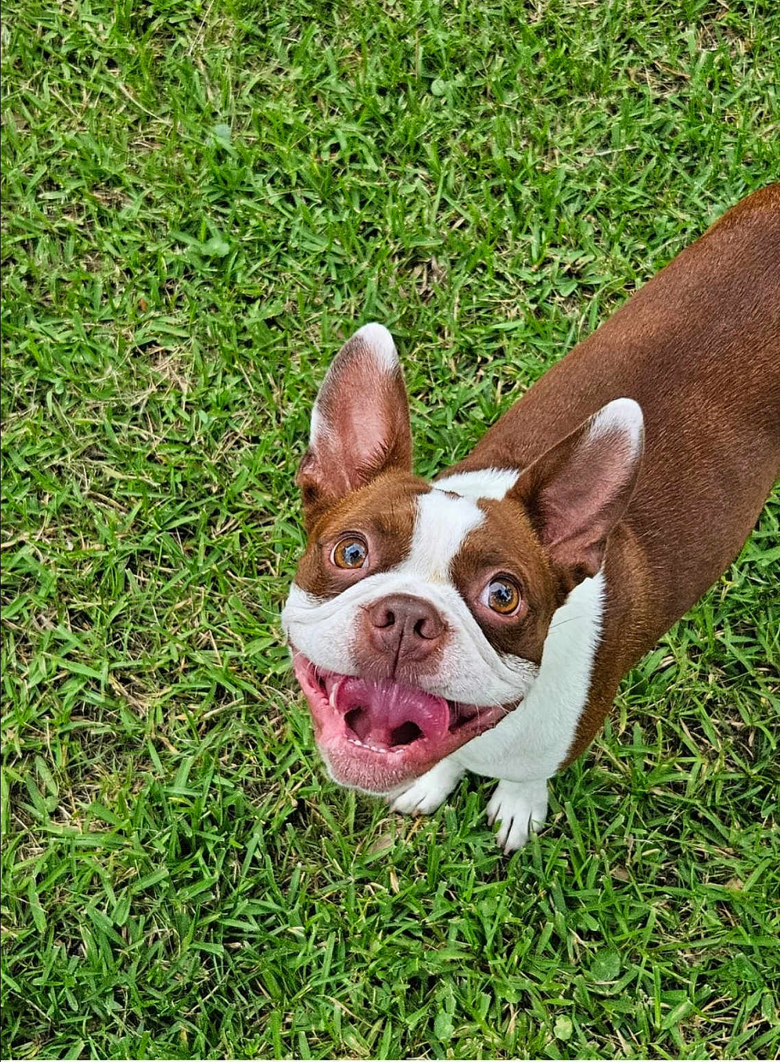 Franky is registered to the contest to win money with this photo: dog, brown, white, grass, happy, panting, ears, pet, animal, canine, outdoor, playful, smiling, tongue, fur, looking_up, cute, friendly, nature, summer