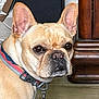 dog, french_bulldog, collar, pet, indoor, floor, wooden_floor, brown, animal, canine, ears, close_up, leash, furniture, box, domestic, mammal, portrait, household, looking