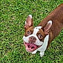 dog, brown, white, grass, happy, panting, ears, pet, animal, canine, outdoor, playful, smiling, tongue, fur, looking_up, cute, friendly, nature, summer