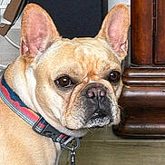 Winnie is registered to the contest to win money with this photo: dog, french_bulldog, collar, pet, indoor, floor, wooden_floor, brown, animal, canine, ears, close_up, leash, furniture, box, domestic, mammal, portrait, household, looking
