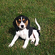 Abba joined the competition — help win amazing prizes! puppy, dog, beagle, grass, outdoor, pet, animal, young, tricolor, cute, floppy_ears, tail, sitting, sunlight, nature, playful, mammal, adorable, canine, fur
